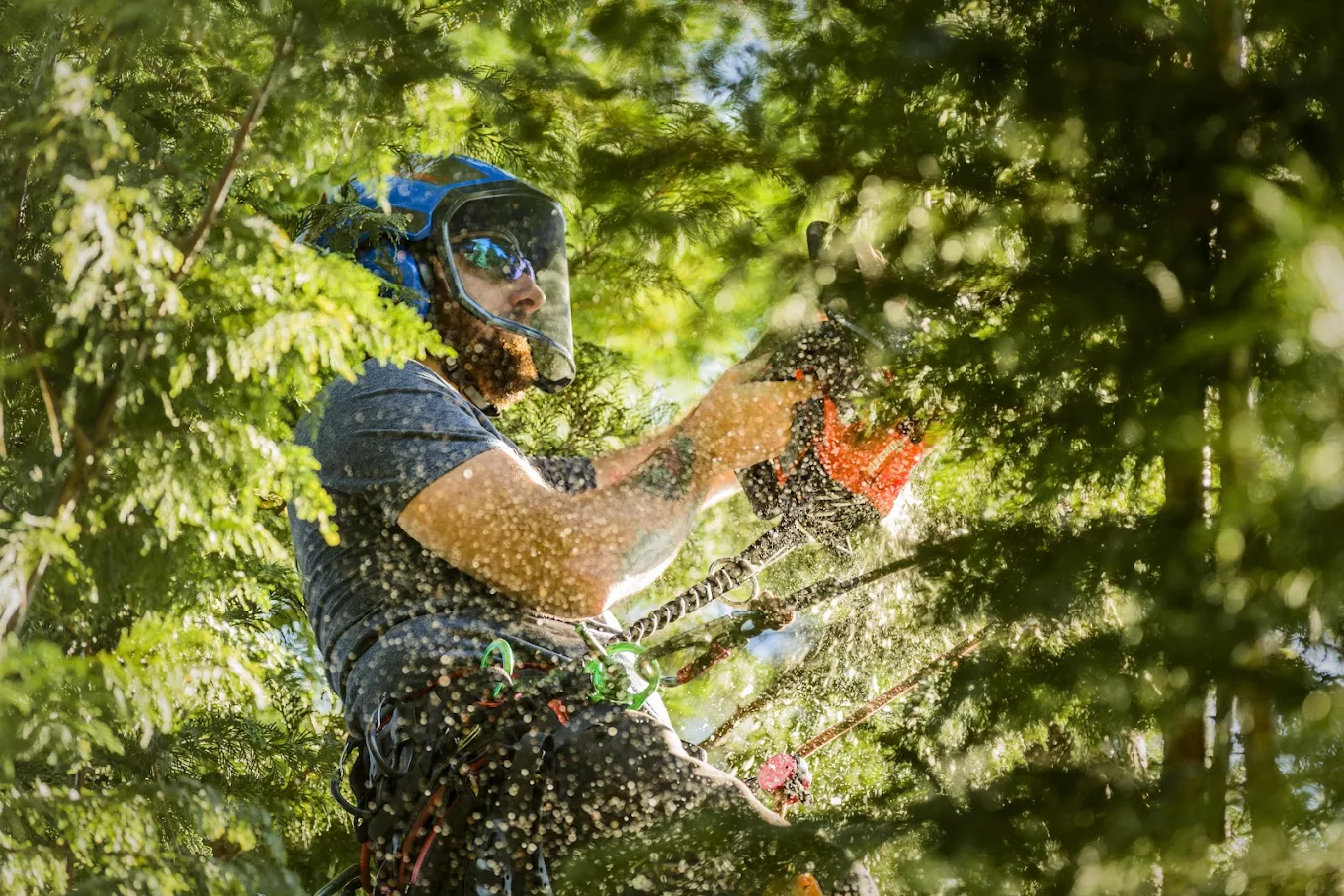 Oregon Tree Care